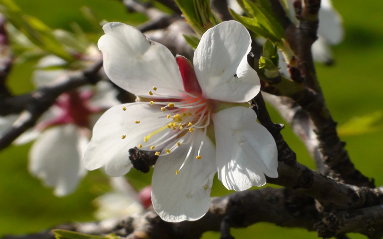 Almond blossoms in bloom on branches, showing white flowers in spring